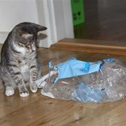 Huskat Findus/kitty