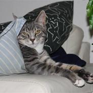 Huskat Findus/kitty