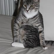 Huskat Findus/kitty