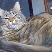 Maine Coon Kafra's Cassie 