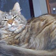 Maine Coon Kafra's Cassie 