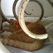 Huskat Garfield/ gaffedreng