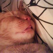 Huskat Garfield/ gaffedreng