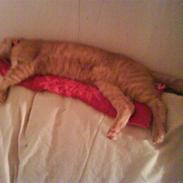 Huskat Garfield/ gaffedreng