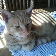 Huskat Garfield/ gaffedreng