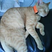 Huskat Garfield/ gaffedreng