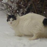 Norsk Skovkat Joshua