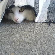 Norsk Skovkat Joshua