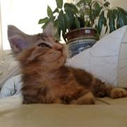 Maine Coon DeDe