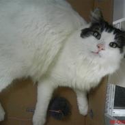 Norsk Skovkat Joshua