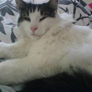 Norsk Skovkat Joshua