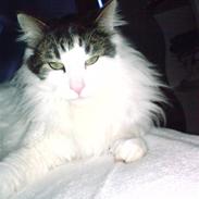 Norsk Skovkat Joshua