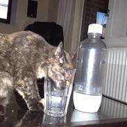 Huskat ,.-´*PEPSI*´-.,