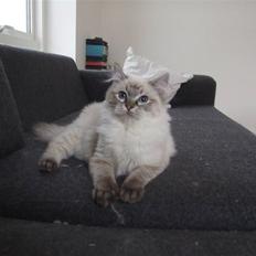 Ragdoll Dk Hyrland´s Guzzi Gaia