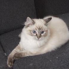 Ragdoll Dk Hyrland´s Guzzi Gaia