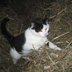 Blanding af racer Findus