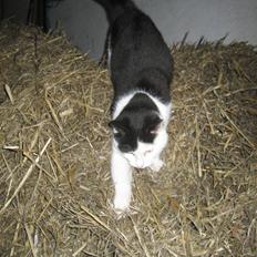 Blanding af racer Findus