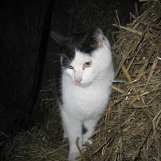 Blanding af racer Findus