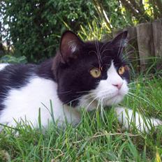 Blanding af racer Fenris