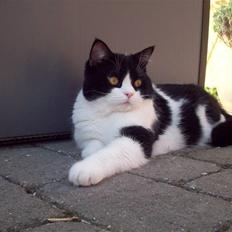 Blanding af racer Fenris