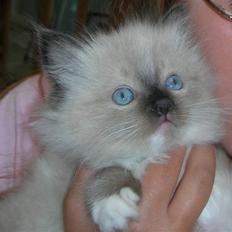 Ragdoll LadyCat MayPo