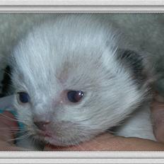 Ragdoll LadyCat MayPo