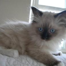 Ragdoll LadyCat MayPo