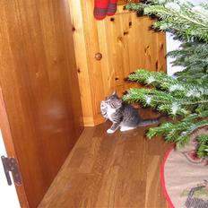 Huskat Pyrus - løbet hjemmefra:(