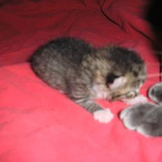 Huskat Pyrus - løbet hjemmefra:(