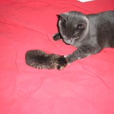 Huskat Pyrus - løbet hjemmefra:(