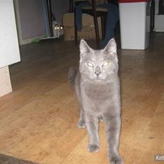 Blanding af racer Bobby