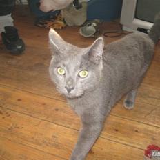 Blanding af racer Bobby