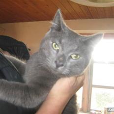 Blanding af racer Bobby