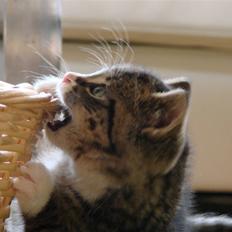 Huskat Skurk the hittemis