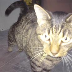 Blanding af racer Danny Boy