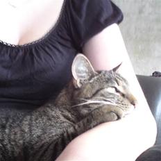 Blanding af racer Danny Boy