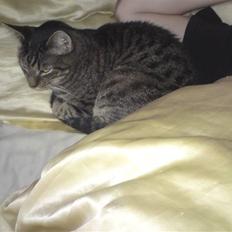 Blanding af racer Danny Boy