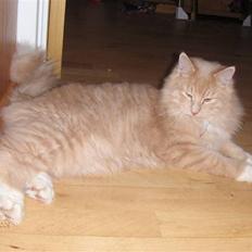 Blanding af racer MIKKEL