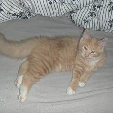 Blanding af racer MIKKEL