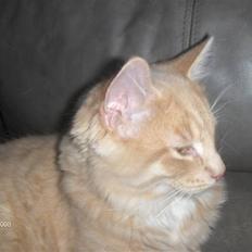 Blanding af racer MIKKEL