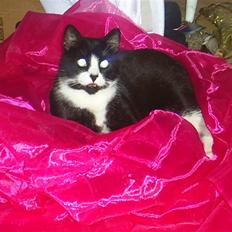 Huskat BUGSY E'lDiaplo Jørgensen