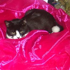 Huskat BUGSY E'lDiaplo Jørgensen