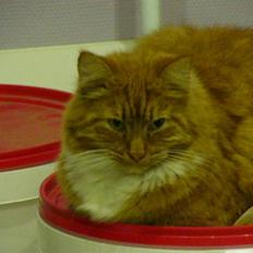 Blanding af racer R.I.P garfield 