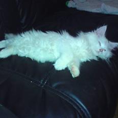 Maine Coon Mr.Noname - død :(