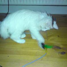 Maine Coon Mr.Noname - død :(