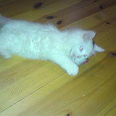 Maine Coon Mr.Noname - død :(