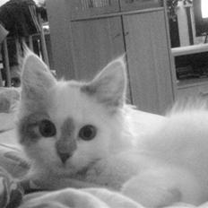 Blanding af racer Herbert