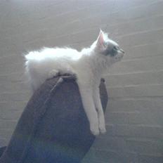 Blanding af racer Herbert