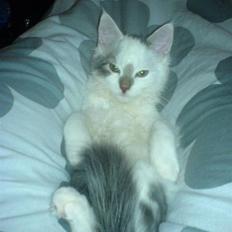 Blanding af racer Herbert