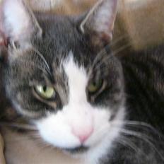 Blanding af racer fedemis